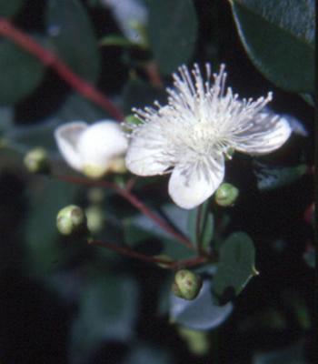 Luma apiculata (arrayán, quetri)